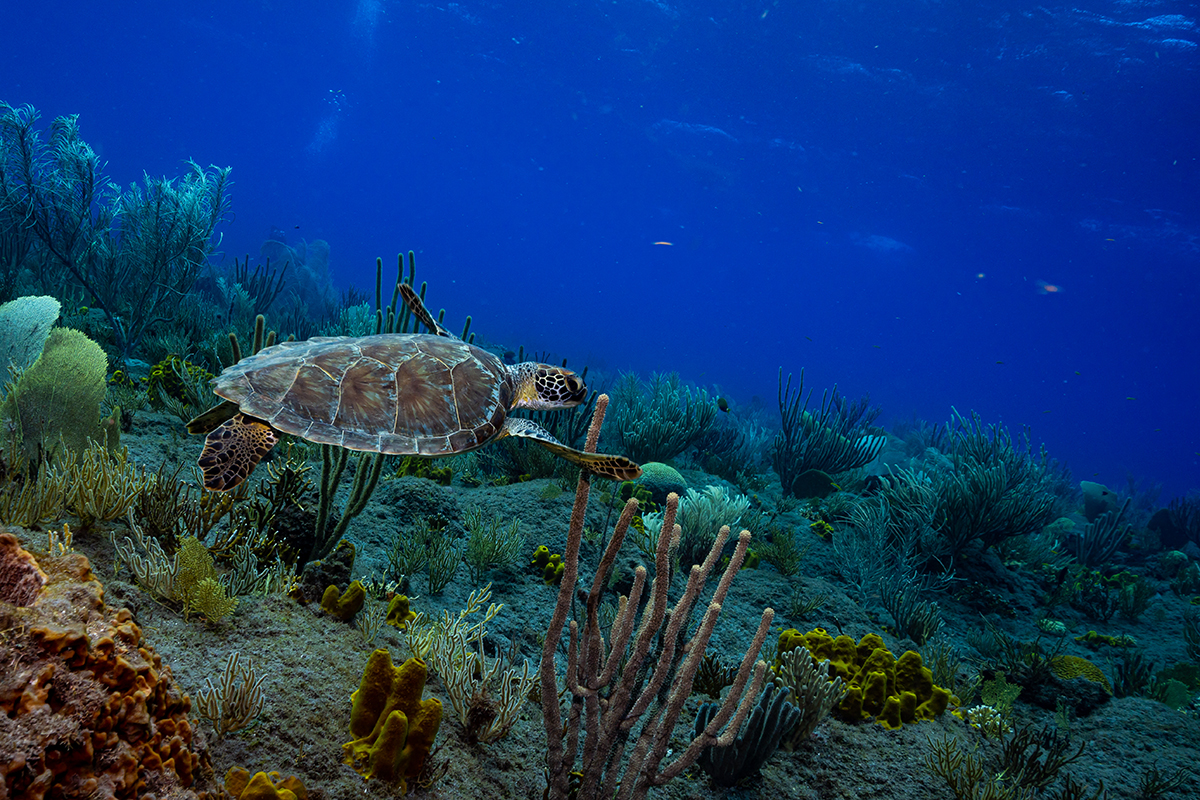 Diving in Saba with Sea Turtle