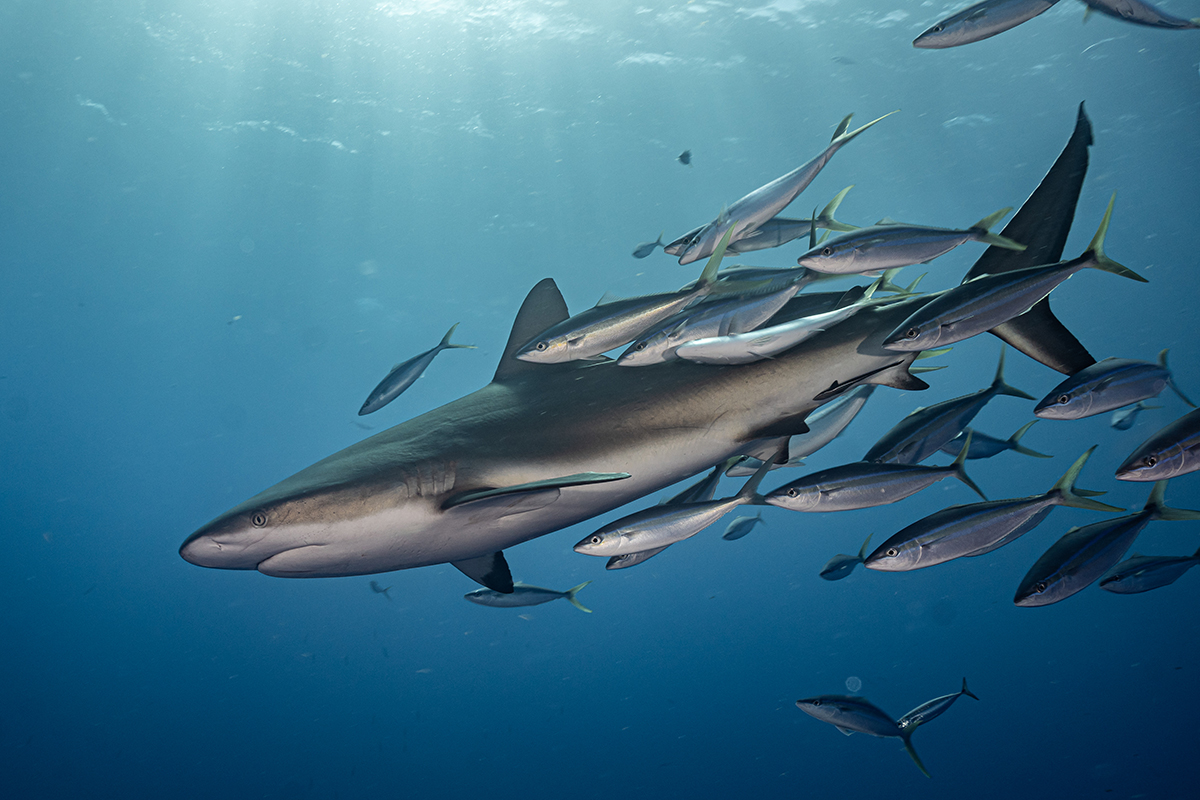 Diving in Saba with sharks